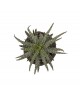Saksıda Aloe Humilis